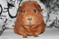 В Швейцарии есть закон, запрещающий иметь одну морскую свинку, так как они скучают без пары.