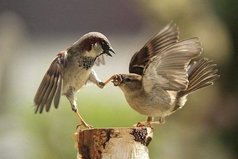 Слово не воробей - вылетит, не поймаешь. А если не вылетит, то будет летать внутри и клевать мозг!