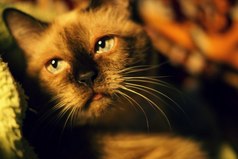 Кто не любит кошек, тот просто еще не встретил свою кошку.