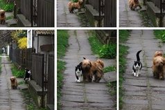 История этой фотографии: каждый день в одно и то же время он приходит, ждет её, и они вместе идут гулять.