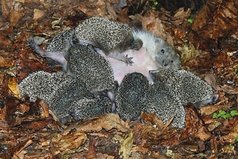 Даже если мама и колючая, все равно она самая лучшая.