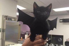 Ужас, летящий на крыльях ночи.