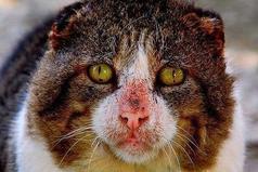 Люди, не будьте так жестоки к животным!