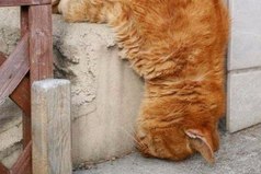 Высшая степень лени выглядит так.