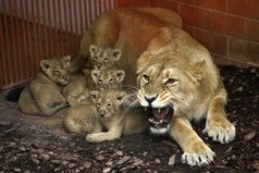 Мамочка в обиду не даст!