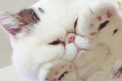 Хорошо быть котом, толстеешь - все умиляются.