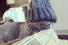 Даже кот уже готов к зиме 