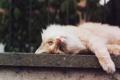 Для адекватной самооценки человеку нужна собака, которая будет его обожать и кошка,которая будет его игнорировать.