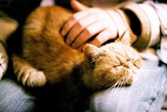 Я вообще животных люблю. Кто-то кошек там любит, то ли собак, а я всех люблю без разбора. Людей только не люблю. Надоели, сука. Носятся и бегают, агрессивные какие-то.