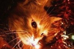 Уже совсем скоро в каждом доме будет стоять нарядная ёлочка. В магазинах будут продаваться вещи с новогодней тематикой. Город будет сиять разноцветными огоньками. Скорей бы!