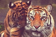 Мужчина ответственен за женщину, он ее лидер, правитель, который дисциплинирует ее, когда она входит в заблуждение.