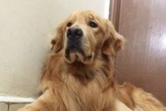 Пес, хомяк и 8 птиц — самая очаровательная дружба в мире.