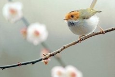 Если в твоей душе осталась хоть одна цветущая ветвь, на неё всегда сядет поющая птица!