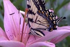 Есть такие моменты, при одном воспоминании о которых, даже спустя долгое время, внутри порхают бабочки и все искрится радостью.