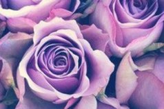 Девушка как роза, смотришь на неё она такая красивая, а берёшь в руки она так колется