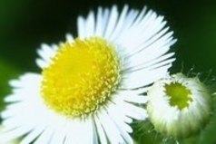 Любой день содержит хоть что-то разумное, и любой цветок – хоть немного меда.