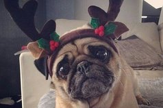 Что значит - у Санты достаточно оленей?