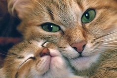 Люди у которых есть кошки, живут дольше и менее подвержены стрессам.