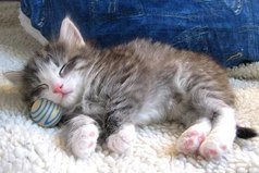 У котов вечная болезнь — выпендриваться. Откроешь ему дверь, а он полгода будет заходить.