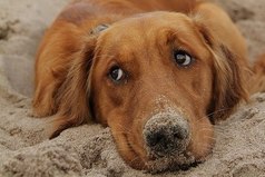 Наши сомнения — это наши предатели. Они заставляют нас терять то, что мы, возможно, могли бы выиграть, если бы не боялись попробовать.