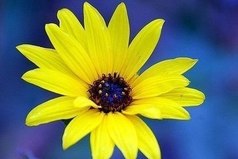 Есть три проявления Бога на земле: природа, любовь и чувство юмора. Природа помогает жить, любовь помогает выжить, а чувство юмора пережить.