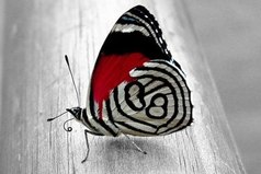 Если бы гусеница держалась за прошлое, она бы никогда не стала бабочкой.