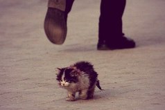 Я хочу чтобы животных не выбрасывали, как старые игрушки.