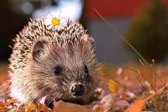 Доводилось ли вам видеть дуб в состоянии стресса или дельфина пребывающем в мрачном расположении духа, лягушку страдающую заниженной самооценкой, кошку, которая не может расслабиться или птицу обремененную обидой? Поучитесь у них умению мириться с настоящим.