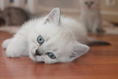 Чтобы нрaвиться девушкам, нужно быть умным, крaсивым, веселым или котом.