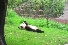 Иногда я просто хочу быть пандой