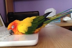 Вот так я пишу курсовую!