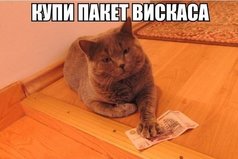 Мое материальное положение - кот дает карманные деньги