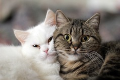 Хорошо быть котом, вся твоя жизнь один большой выходной