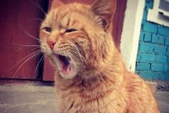 Не высыпаться - это что-то вроде моей суперспособности