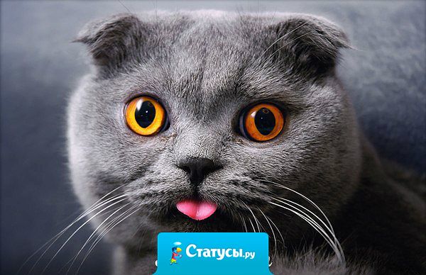 У нашего кота к каждому в нашей семье свой интерес: жену он любит за то, что она ему покупает вкусняшки и убирает за ним горшок, сына любит, потому что они, как братья, выросли вместе, я же его интересую, как человек, употребляющий валерьянку.