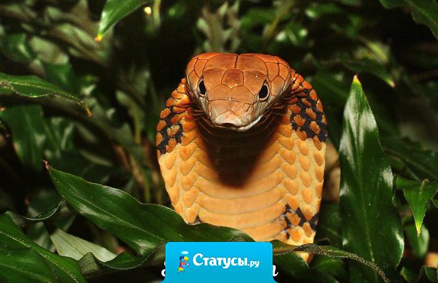 Вчера мой муж заявил моему отцу, что тот вырастил змею...  На что папа с гордостью ответил, что вырастил не просто змею, а королевскую кобру!