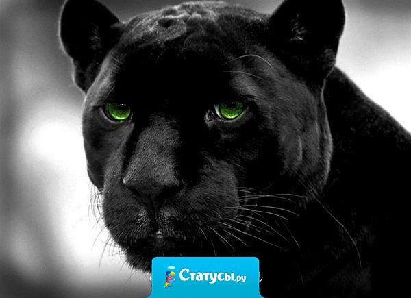 Женщина, как пантера... еду добудет, за детей глотку перегрызет...  а мужик... фырчит, шипит и топает - типичный ёжик.