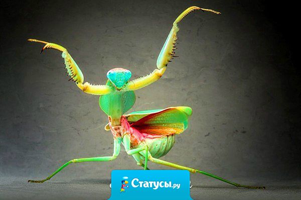 Самка богомола очень удивилась, увидев своего бывшего.