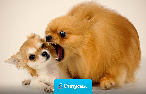 Жена, которая не ужинает после шести,  начинает грызть мужа  после семи.