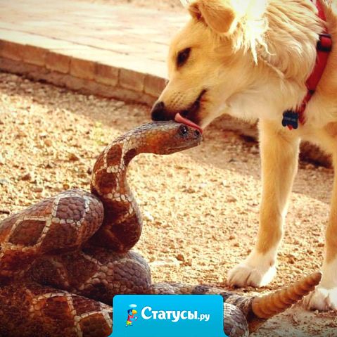 Бывает — шипишь-шипишь на любимого, а он раз, и поцеловал тебя.