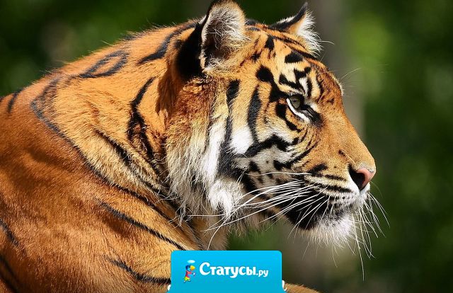 Есть три вещи, которых боится большинство людей:  доверять, говорить правду и быть собой.