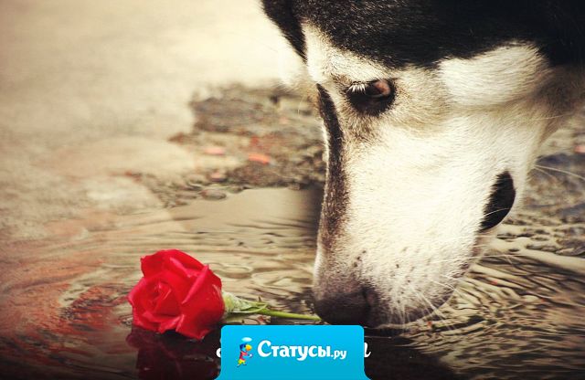 Если от кого-то услышите фразу «любви нет», не верьте. Знайте, у этого человека она была, и очень сильная. Просто потом кто-то сделал ему очень больно.