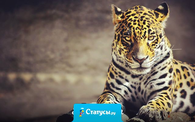 Любовь – как кошка. Она царапает нас до крови, даже если мы хотели с ней лишь поиграться.