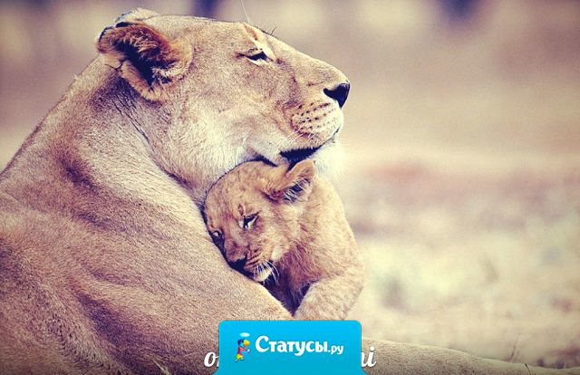 Минуты счастья в памяти храню.  Запомни, мама! Я тебя люблю!