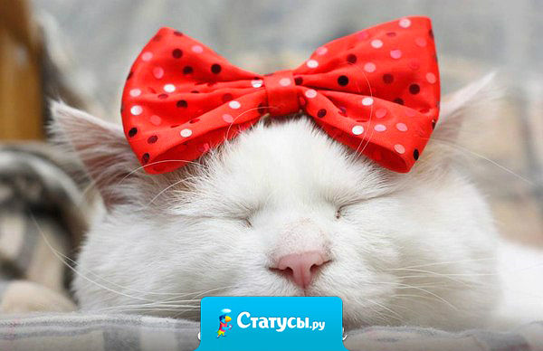 Похолодало! Начинаются недели высокой моды: босоножки под куртку, шорты под колготки, носки под шлепки и меха… меха… меха