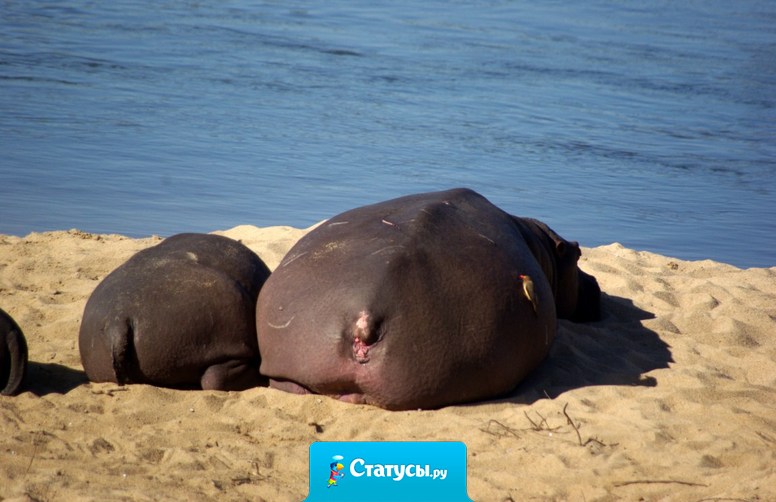 Была на море. Обратила внимание на то, что люди, которые упорно готовились к пляжному сезону в спортзалах, на море почему-то не приехали