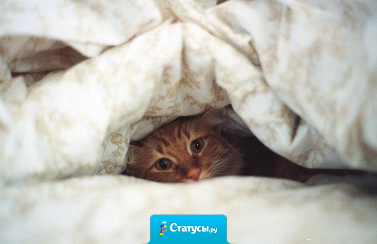 Шла по улице, нашла кучу денег! Судорожно распихала пачки по карманам. Проснулась - все одеяло в трусы заправлено.