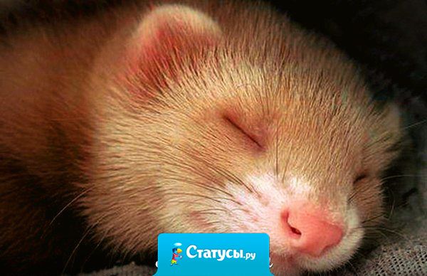 Я не сова, совы поздно ложатся. Я не жаворонок,  жаворонки рано встают.Я хорек! Я всегда хочу спать!