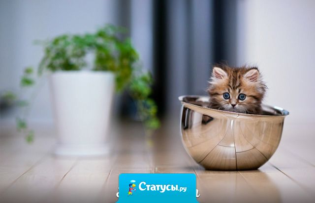 У всех дома есть пакет с пакетами, а у меня ещё есть кастрюля с кастрюлями.