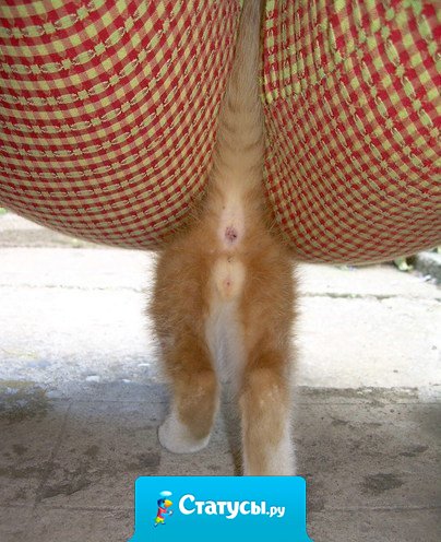 Вот так всегда: пока мозг думает, задница уже приняла решение.